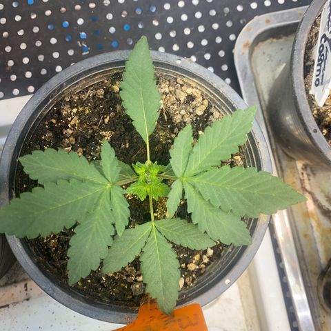 Cherry Cosmo growlog timeline photo