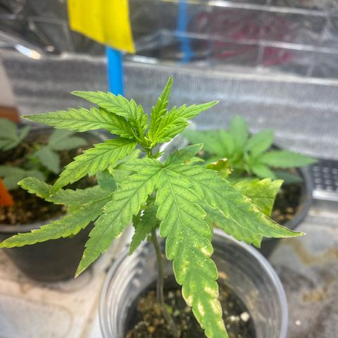 Purple pine apple growlog timeline photo
