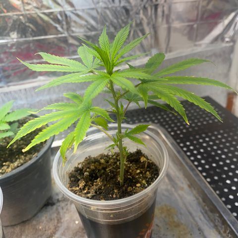Straw berry temple growlog timeline photo