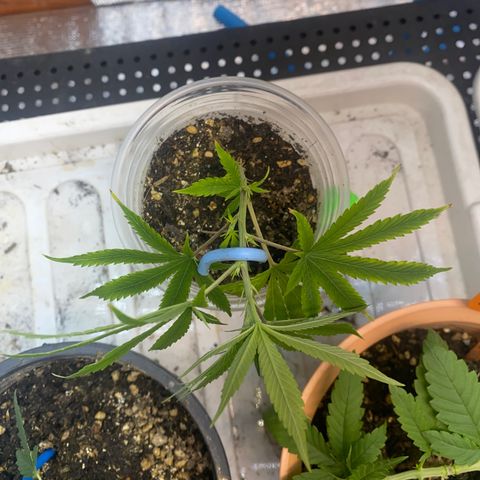 Straw berry temple growlog timeline photo