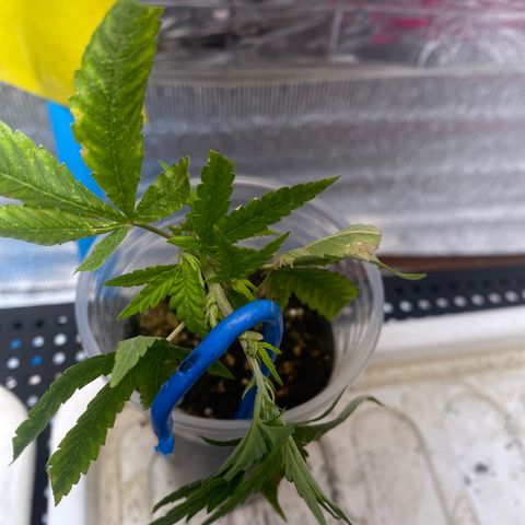 Purple pine apple growlog timeline photo