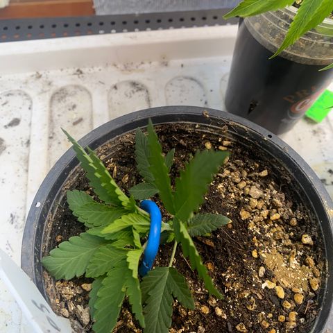 Cherry Cosmo growlog timeline photo