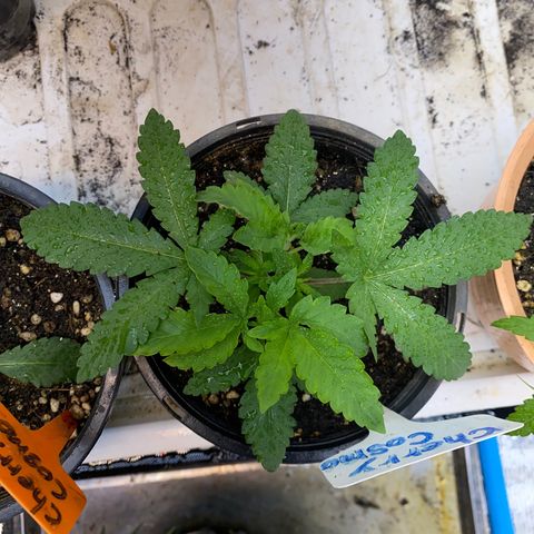 Cherry Cosmo growlog timeline photo