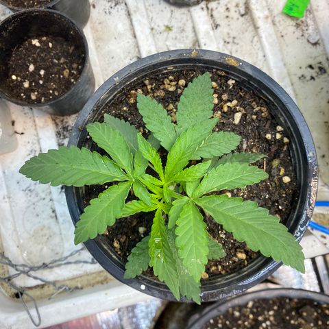 Cherry Cosmo growlog timeline photo