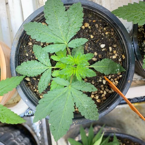 Cherry Cosmo growlog timeline photo