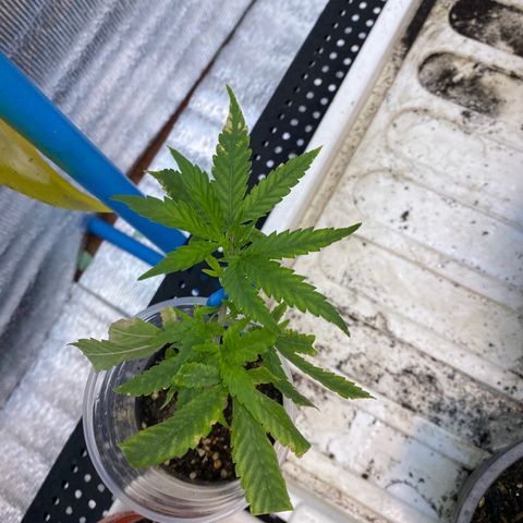 Purple pine apple growlog timeline photo