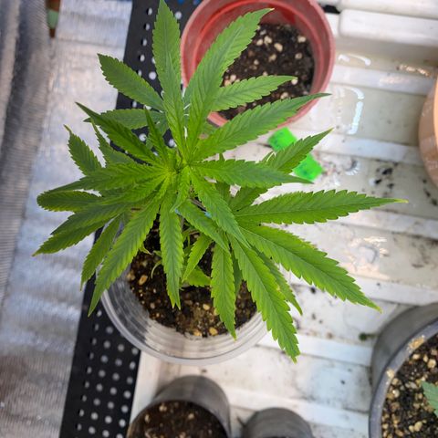 Straw berry temple growlog timeline photo