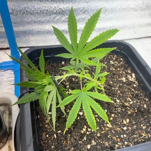 Straw berry temple growlog timeline photo
