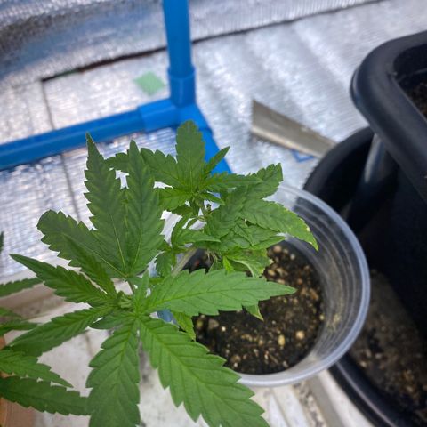 Purple pine apple growlog timeline photo