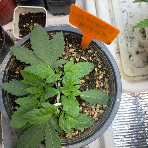 Cherry Cosmo growlog timeline photo