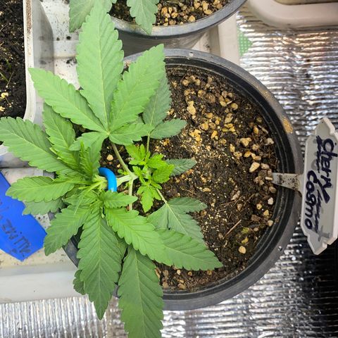 Cherry Cosmo growlog timeline photo