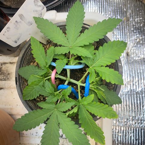 Cherry Cosmo growlog timeline photo