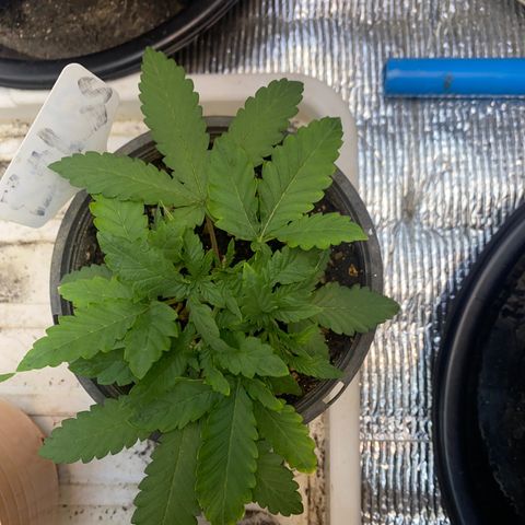 Cherry Cosmo growlog timeline photo