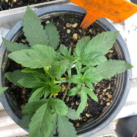 Cherry Cosmo growlog timeline photo