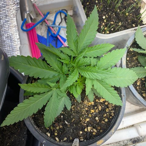 Cherry Cosmo growlog timeline photo