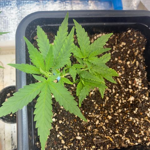 Purple pine apple growlog timeline photo