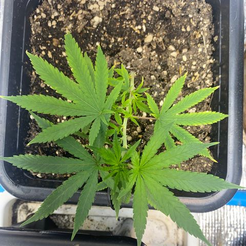 Straw berry temple growlog timeline photo