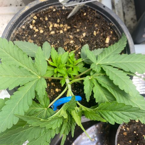 Cherry Cosmo growlog timeline photo