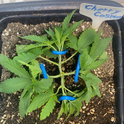 Cherry Cosmo growlog timeline photo
