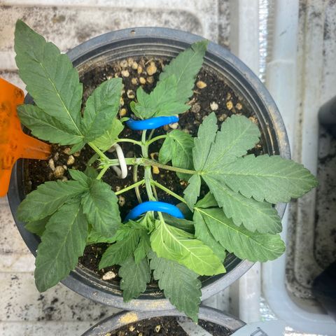 Cherry Cosmo growlog timeline photo