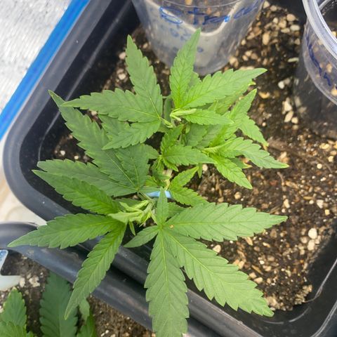 Purple pine apple growlog timeline photo