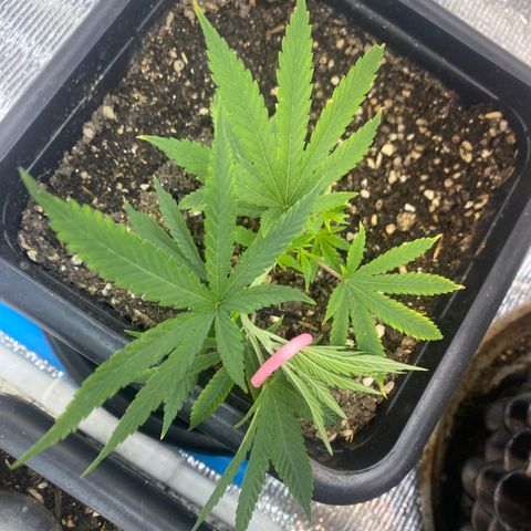 Straw berry temple growlog timeline photo