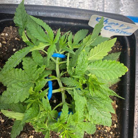 Cherry Cosmo growlog timeline photo