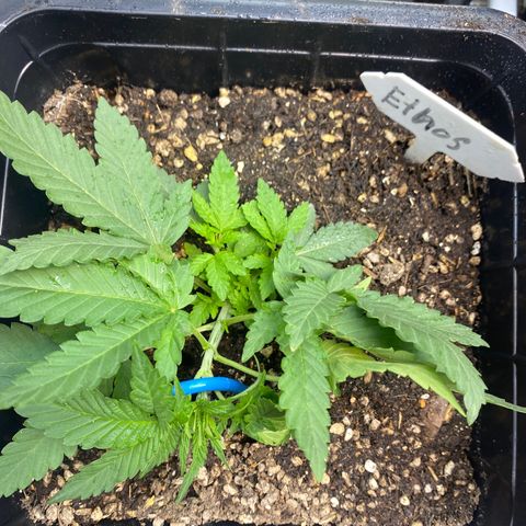Cherry Cosmo growlog timeline photo