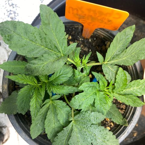Cherry Cosmo growlog timeline photo