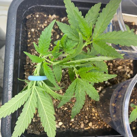 Purple pine apple growlog timeline photo