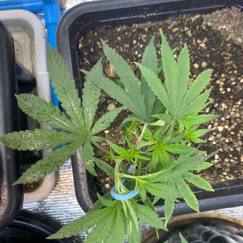 Straw berry temple growlog timeline photo