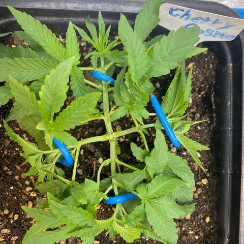 Cherry Cosmo growlog timeline photo