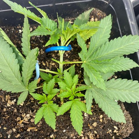 Cherry Cosmo growlog timeline photo