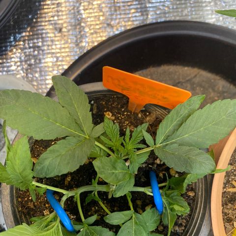 Cherry Cosmo growlog timeline photo
