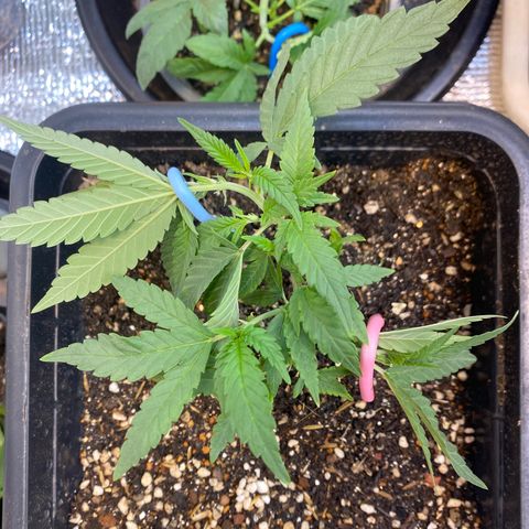 Purple pine apple growlog timeline photo
