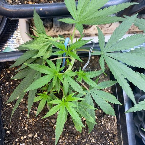 Straw berry temple growlog timeline photo