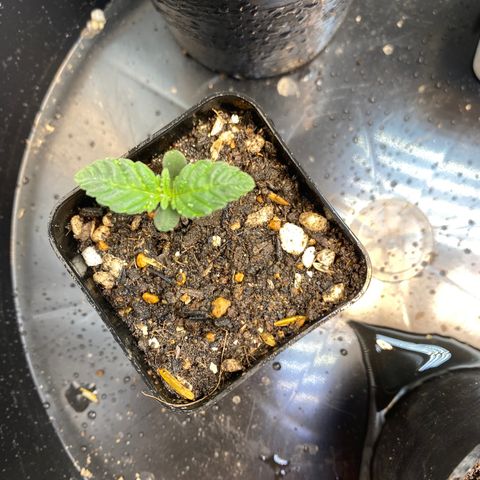 Strawberry Banana growlog timeline photo