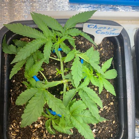 Cherry Cosmo growlog timeline photo