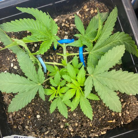 Cherry Cosmo growlog timeline photo