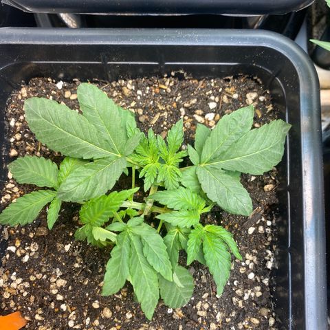 Cherry Cosmo growlog timeline photo