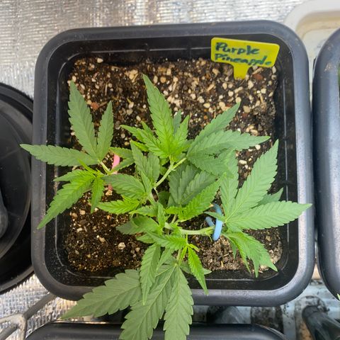 Purple pine apple growlog timeline photo
