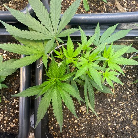 Straw berry temple growlog timeline photo