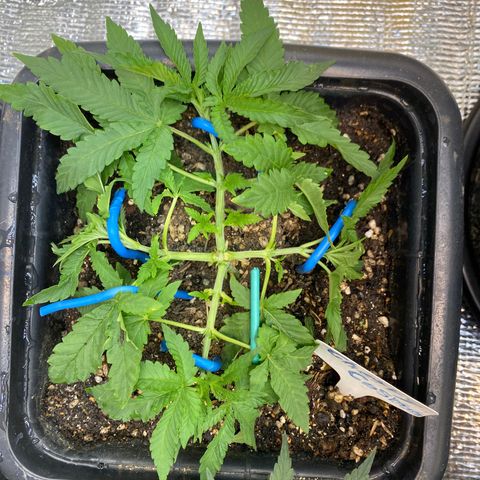 Cherry Cosmo growlog timeline photo
