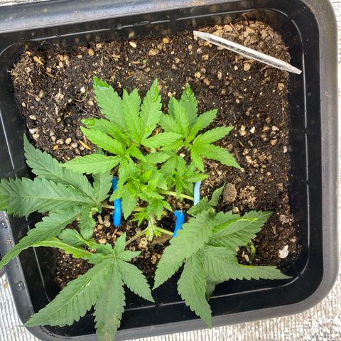 Cherry Cosmo growlog timeline photo