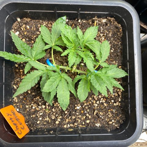 Cherry Cosmo growlog timeline photo
