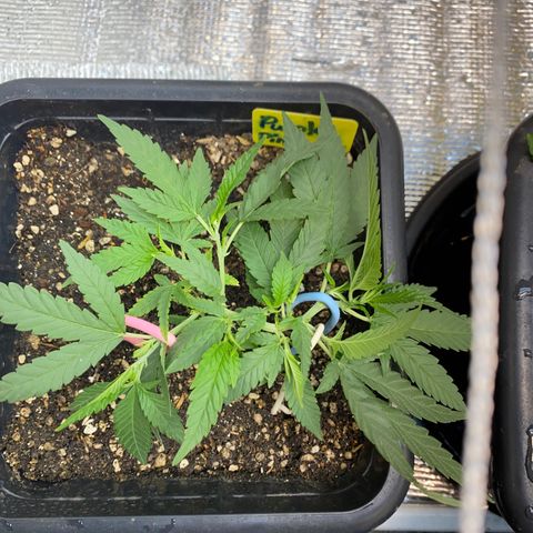 Purple pine apple growlog timeline photo