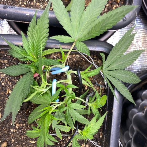 Straw berry temple growlog timeline photo