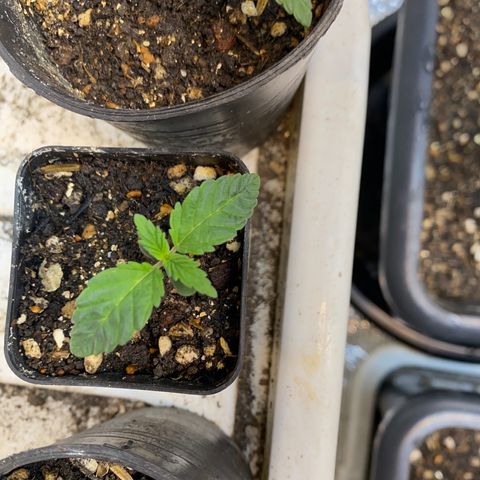 Strawberry Banana growlog timeline photo
