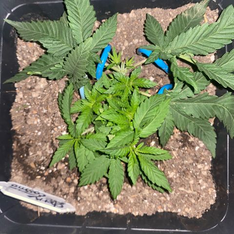 Cherry Cosmo growlog timeline photo