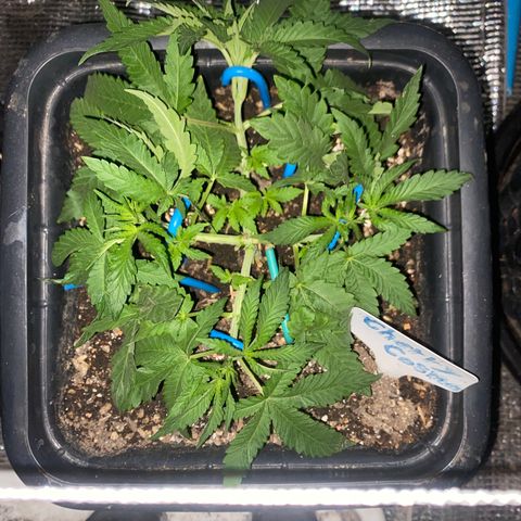 Cherry Cosmo growlog timeline photo